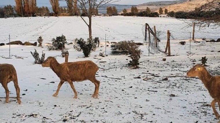 На півдні Африки випав сніг і вдарили рекордні морози. Фото