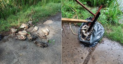Фото – Отруїлися ртуттю: зробили розтин риб і птахів, які загинули на ставках у Києві
