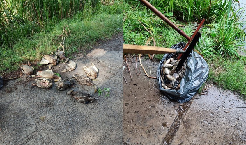 Отравились ртутью: сделали вскрытие рыб и птиц, погибших на прудах в Киеве