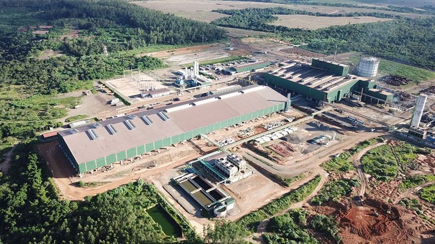 У Бразилії компанія-виробник сталі стала вуглецево-нейтральною завдяки евкаліптам