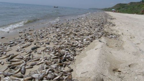 Под Мариуполем случился массовый мор рыбы. Видео