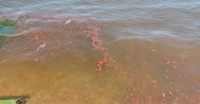 Фото – У Маріуполі на території яхт-клубу в море потрапила фарба