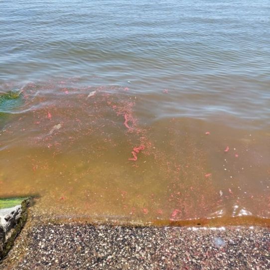 Фото – В Мариуполе на территории яхт-клуба в море попала краска