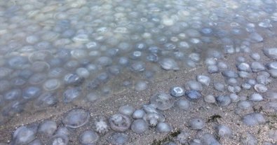 Фото – В Кирилівці пляж усипаний медузами: відпочивальники не можуть купатися. Відео