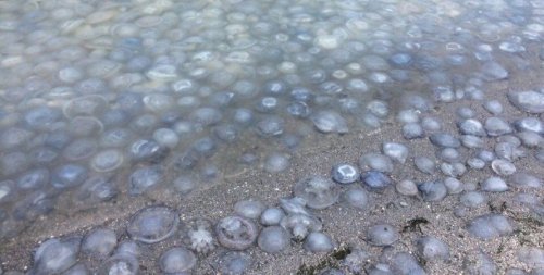 В Кирилловке пляж усыпан медузами: отдыхающие не могут купаться. Видео