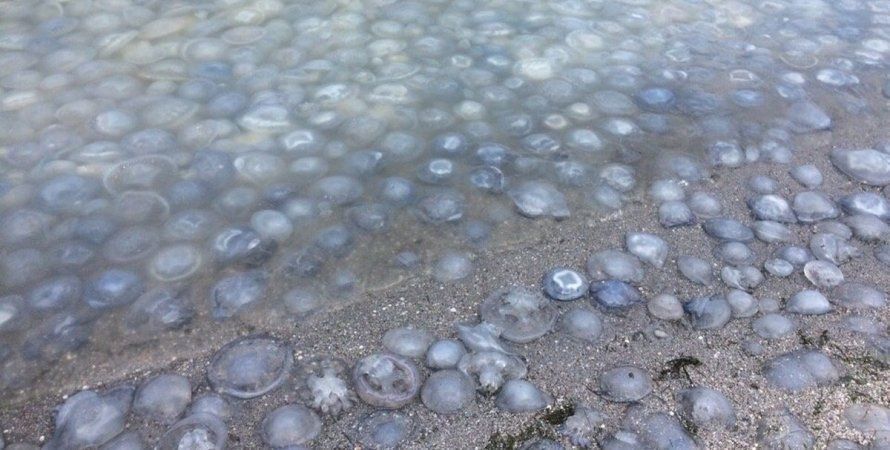 В Кирилловке пляж усыпан медузами: отдыхающие не могут купаться. Видео