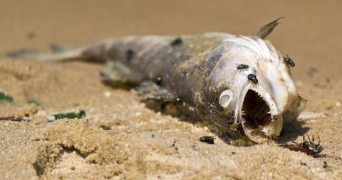 In Odesa, fish died en masse in a protected estuary