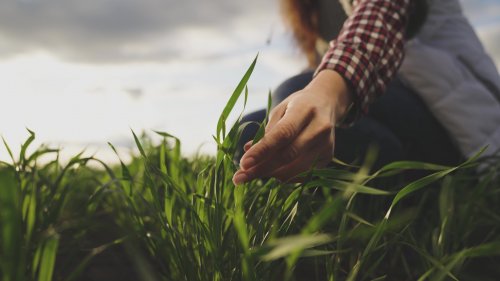 In South Africa, more wheat was harvested in reclaimed mines than from virgin land