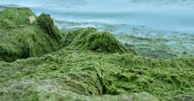 Фото – Глава Госпродпотребслужбы рассказала о "мертвой" воде в Украине
