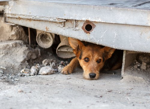 В КГГА ищут виновных в смерти 222 собак из приюта Бородянки