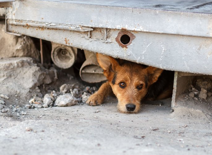 Власти Киева планируют за 10 лет пристроить всех бездомных животных
