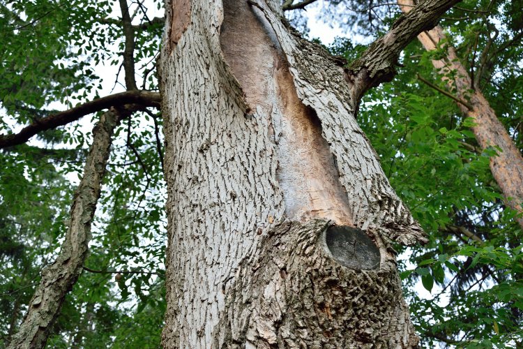 Як у Чернігові екоактивісти врятували дерева від будівельної техніки. Відео