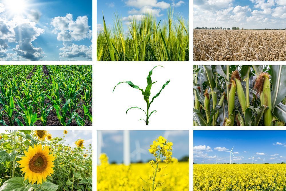 Photo – Environmentalists find flaws in biofuel bills: what's the problem?