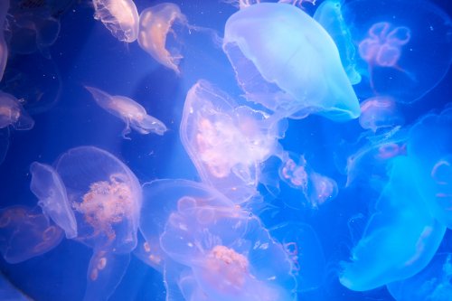 Нашестя медуз в Азовському морі: вже відомі причини
