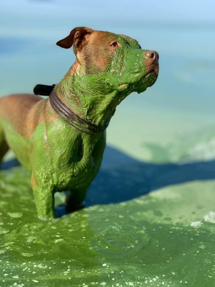 Рудий пес позеленів після купання у Дніпрі