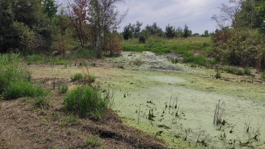 На Дніпропетровщині самовільники масово зводять дамби: під загрозою річка Самара