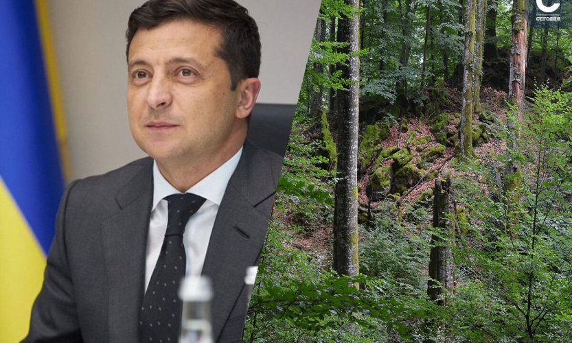 Миллионные высадки и миллионный ущерб: как прошел 2021 год для украинских лесов?