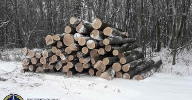 Фото – На Харківщині банда "чорних лісорубів" на чолі з депутатом постане перед судом