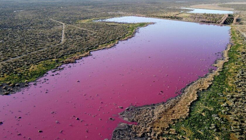 В Аргентине ядовитые химикаты окрасили лагуну в ярко-розовый цвет. Фото, видео