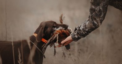 Фото – На Полтавщині заборонили полювання до кінця війни