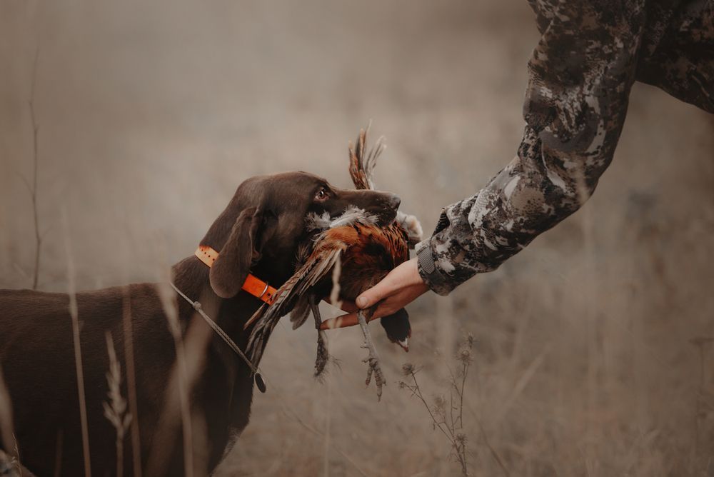 Photo – Hunting was banned in Poltava region until the end of the war