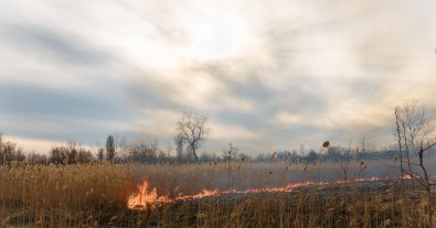 Photo – Ukrainians were reminded of the colossal fines for barbaric grass cleaning
