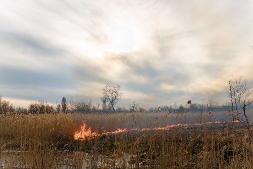 Ukrainians were reminded of the colossal fines for barbaric grass cleaning