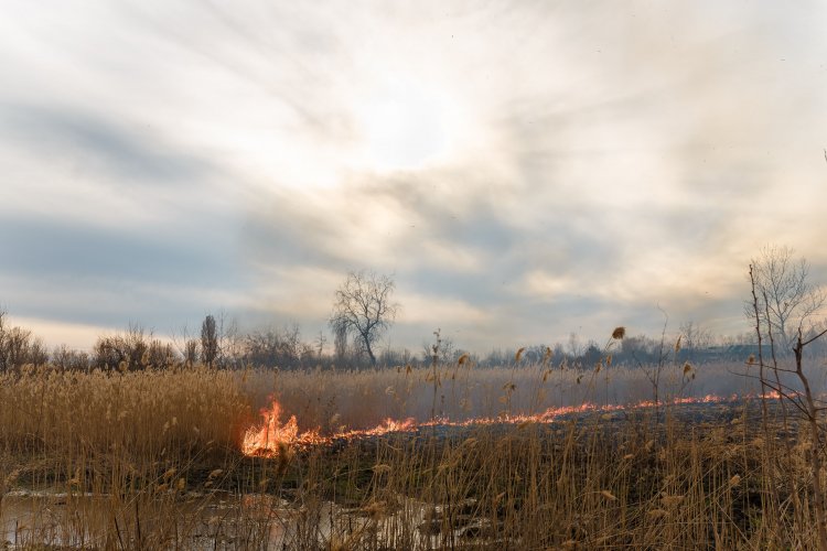 В Украине за год поджигателей травы оштрафовали на сотни тысяч гривен