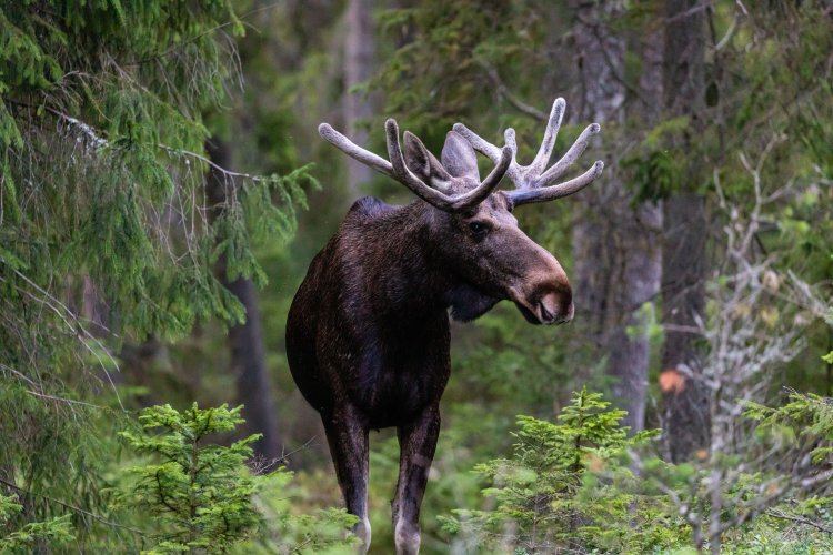 A record number of moose were recorded in the Chornobyl zone. Photo fact