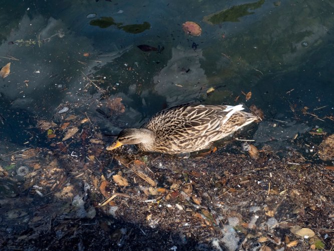 У Харкові під час толоки врятували пташку, що заплуталась у смітті. Відео