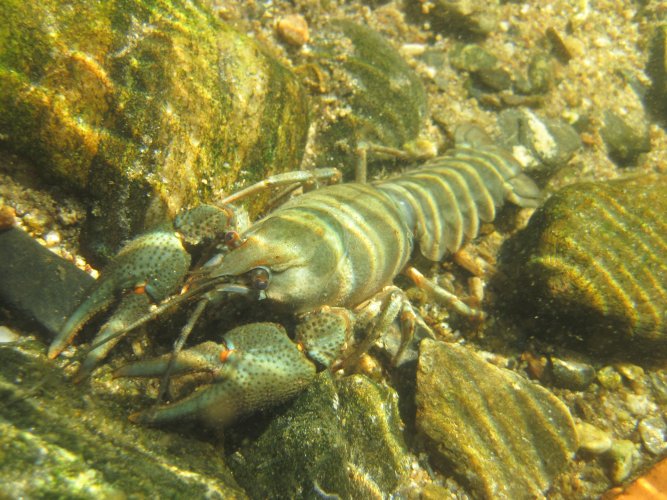 Crayfish fishing will be banned in Zhytomyr oblast in August