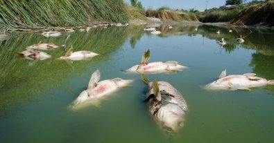 Фото – Через спеку та забруднення води на Одещині знову масово гине риба