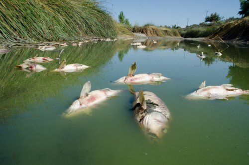 На Київщині рибні браконьєри побили екоінспектора