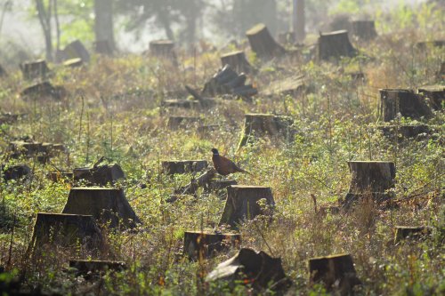 Foresters accused of deforestation under the guise of firefighting in Chernihiv region