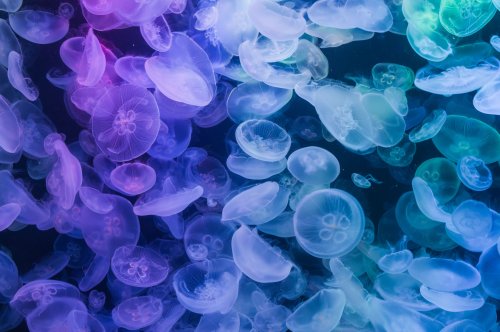 Медузи повернулися на Азовське узбережжя: чим це небезпечно