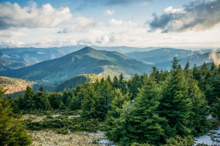 Ban to enter the forests and why it is forbidden in Zakarpattia