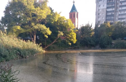 В Днепре озеро с черепахами начало превращаться в болото. Фото