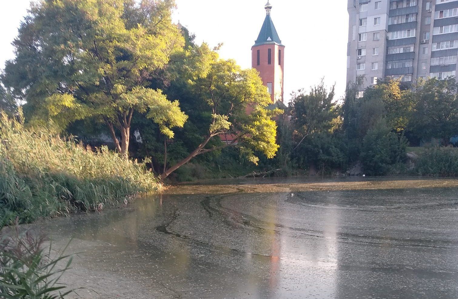 Фото – В Днепре озеро с черепахами начало превращаться в болото. Фото