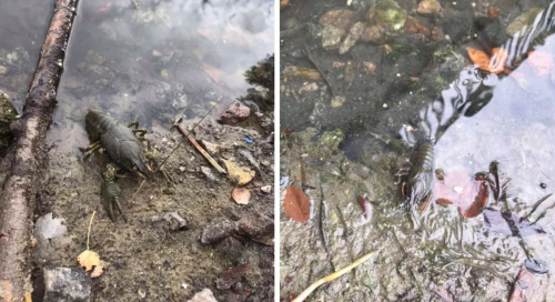 В Киеве на Андреевском озере заметили замор рыбы: подозревают сброс нечистот. Фото