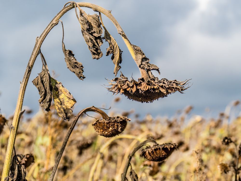 Photo – Agrarians criticized organic farming amid a possible food crisis