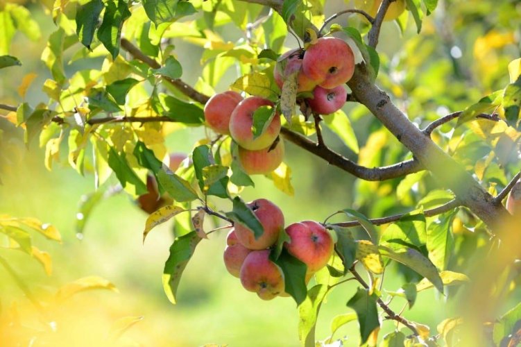В Днепре появится аллея с именных райских яблонь