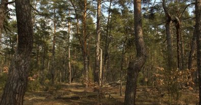 Фото – В Київській області офіційно з'явився перший природний ліс площею більше 40 га
