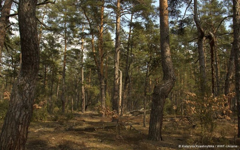 В Киевской области официально появился первый естественный лес площадью более 40 га