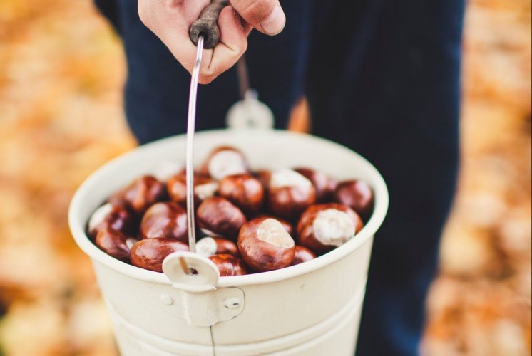 Ukrainians can turn in chestnuts for money: where and how much it costs