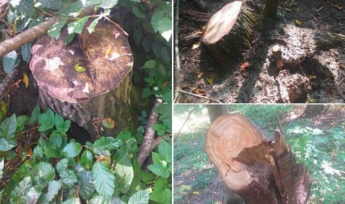 В Нацпарку “Подільські Товтри” на Хмельниччині незаконно вирубано понад 100 різних дерев
