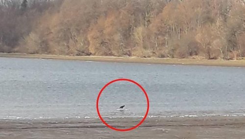 В Винницкой области погибло 100 лебедей: местные ищут ответ
