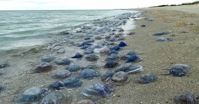 Фото – Мільйон медуз всіяв берег Чорного моря на Одещині. Фото