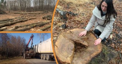 Фото – Експерт розповів, як в Україні здійснюють незаконні рубки лісу
