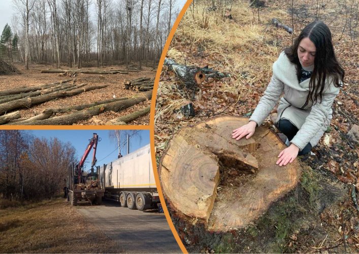 Експерт розповів, як в Україні здійснюють незаконні рубки лісу