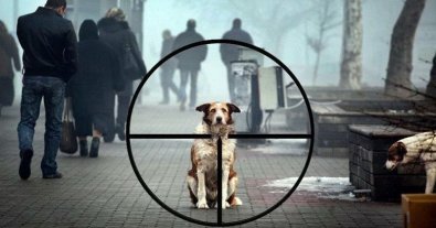 Фото – На Ровенщине произошло жестокое убийство собаки: сеть всколыхнула волна возмущения